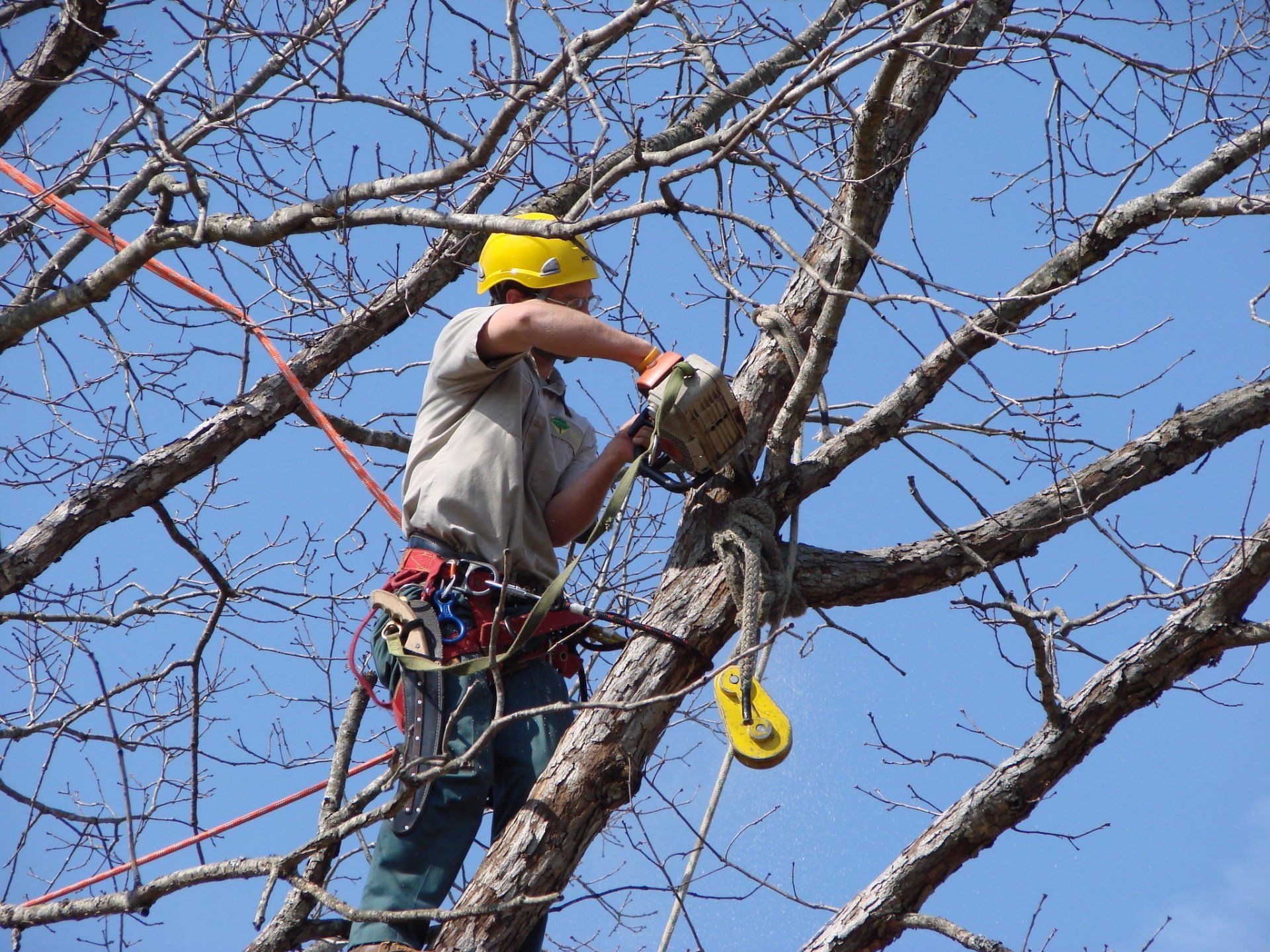Arborist trimming a tree limb