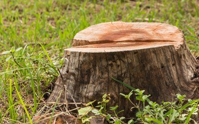 Tree Service — Tree Stump in Dawsonville, GA Tree Service — Tree Stump in Dawsonville, GA