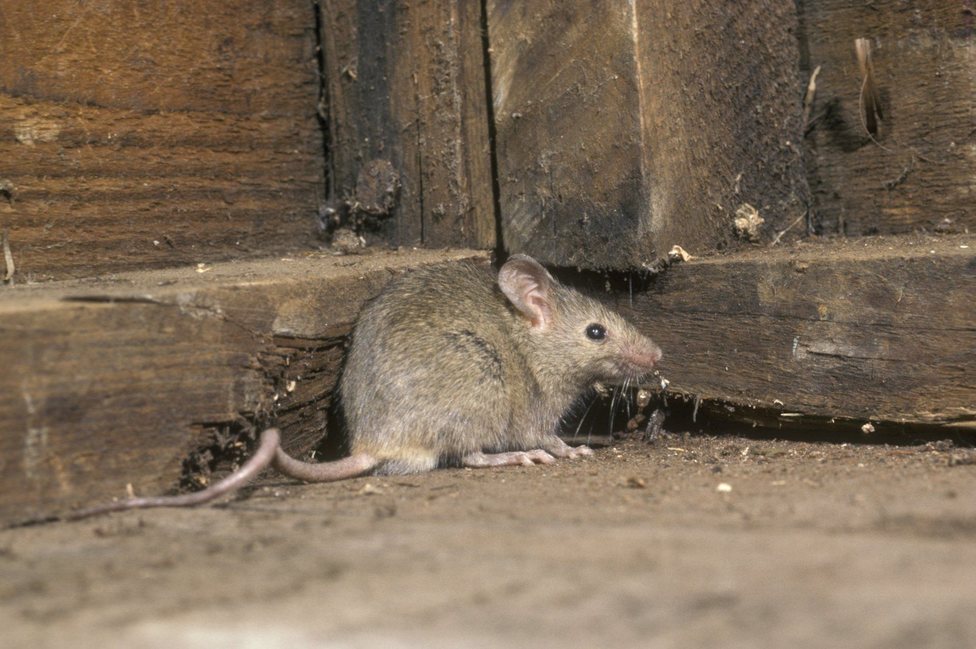 Wild life control