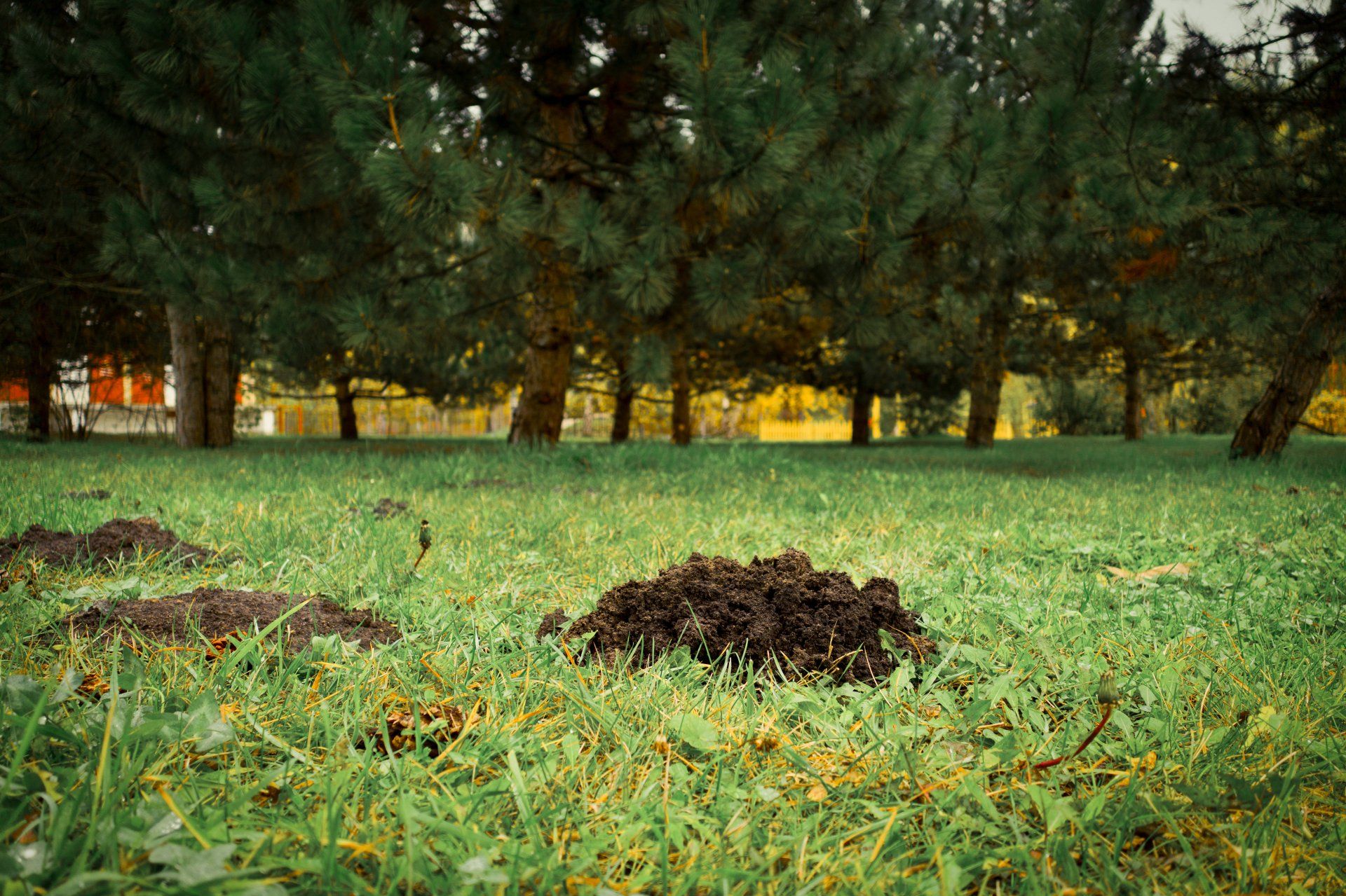 Mole control and removal