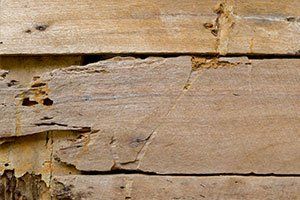 Termite Eaten Wooden Wall - Pest Control Services in Decatur, IL Termite Eaten Wooden Wall - Pest Control Services in Decatur, IL