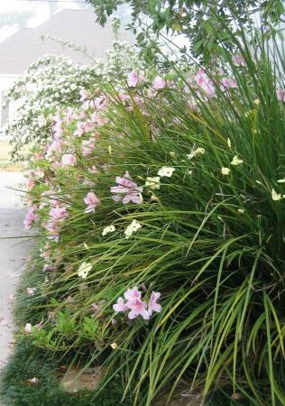 Landscaping New Orleans — Yard Plants in Lafayette, LA Landscaping New Orleans — Yard Plants in Lafayette, LA