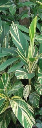 Landscaping New Orleans — Landscaping Plants in Lafayette, LA Landscaping New Orleans — Landscaping Plants in Lafayette, LA