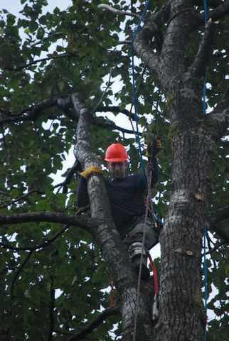 Tree removal in Juneau, AK