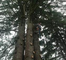Tree trimming in Juneau, AK