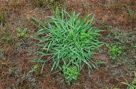 Shade Tree Decline — Weed Grass in Wayne, IN Shade Tree Decline — Weed Grass in Wayne, IN