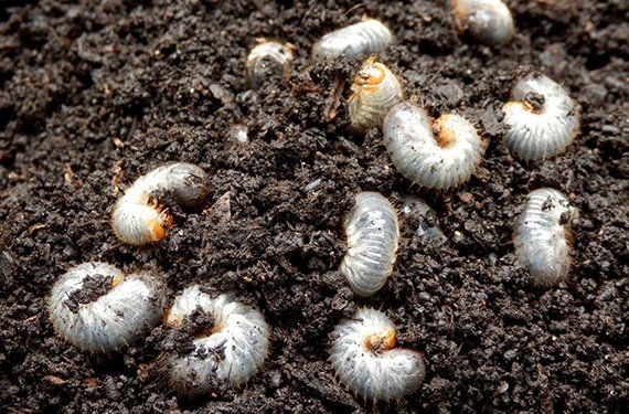 Grass — Grub Control in Wayne, IN