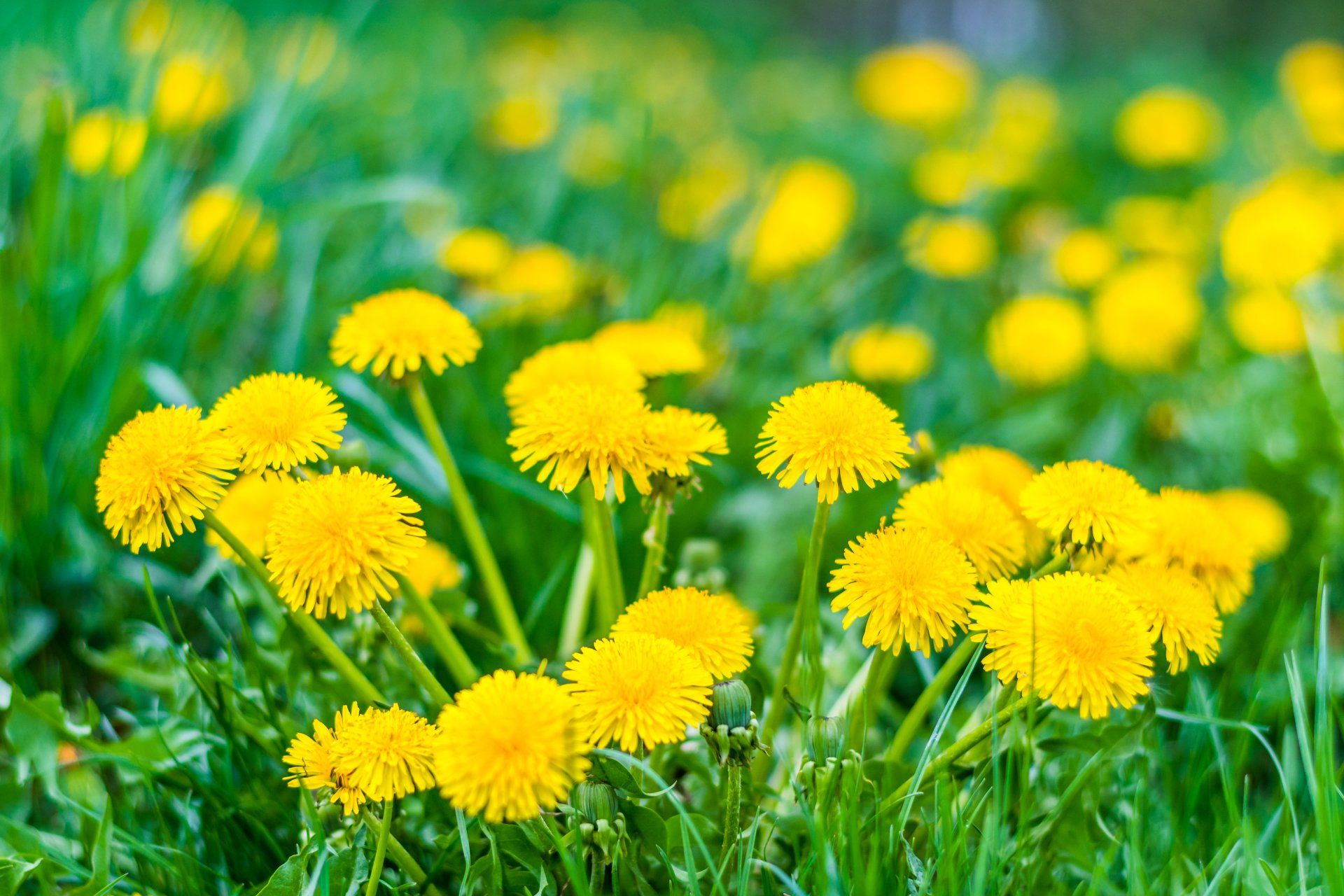 Shrub Feeding — Dandelions in Wayne, IN Shrub Feeding — Dandelions in Wayne, IN