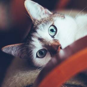 Green Eye Cat — Tempe Veterinary Hospital in Tempe AZ