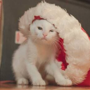 Fluffy Cat — Tempe Veterinary Hospital in Tempe AZ