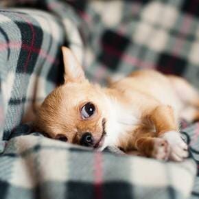 Little Dog — Tempe Veterinary Hospital in Tempe AZ
