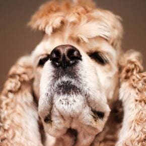 Furry Dog — Tempe Veterinary Hospital in Tempe AZ
