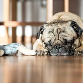 Sad Dog — Tempe Veterinary Hospital in Tempe AZ