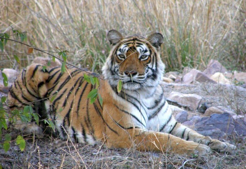 web_viv-s-india_721886c553