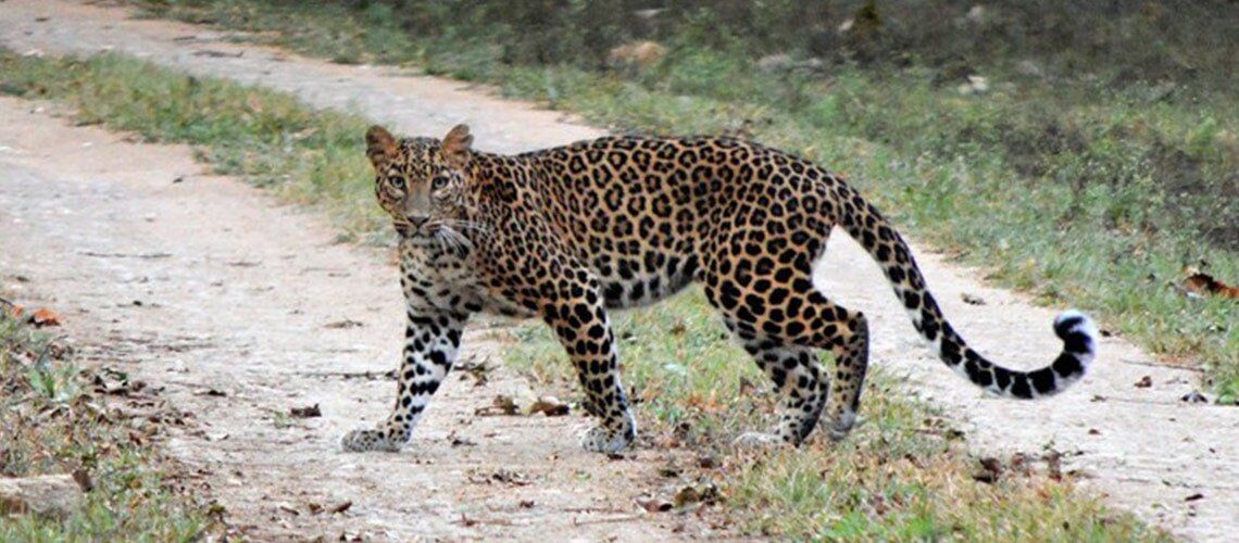 A LEOPARD CANNOT CHANGE ITS SPOTS