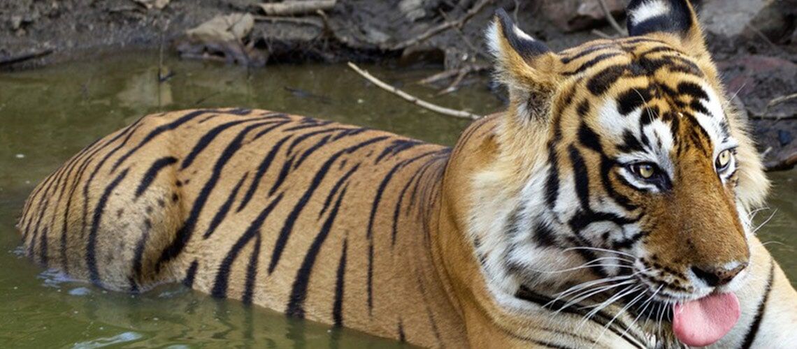 KING OF THE JUNGLE