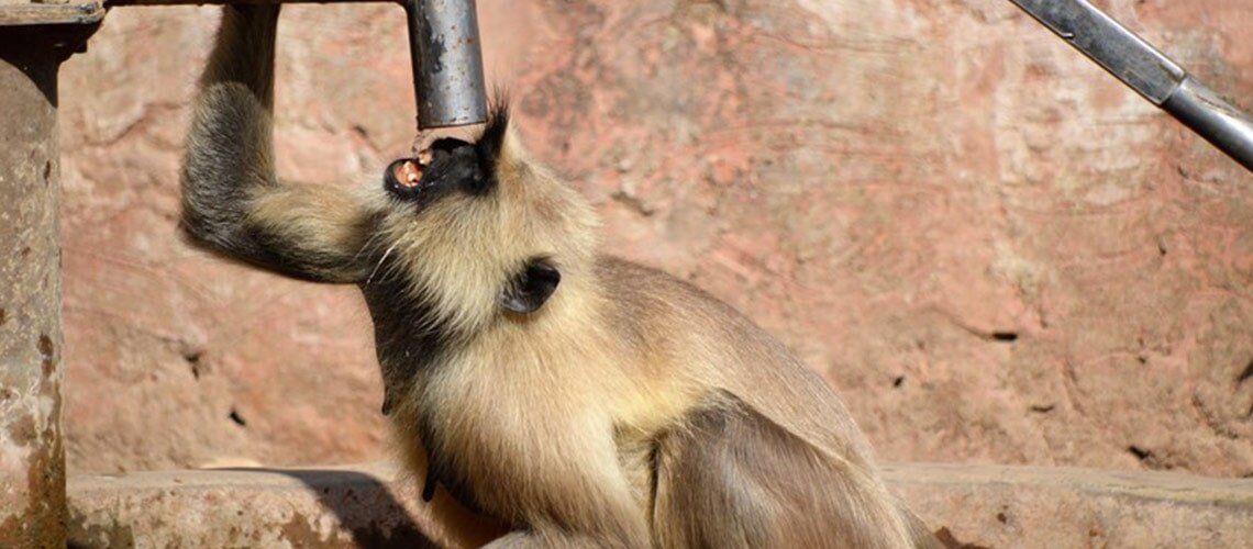 HANUMAN LANGUR AFTER THE MONKEY GOD