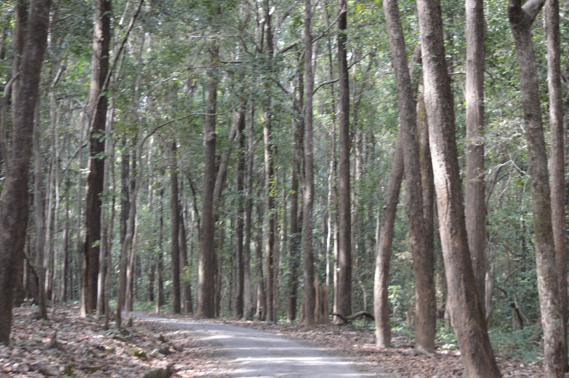 Beautiful Sal trees in Corbett NP