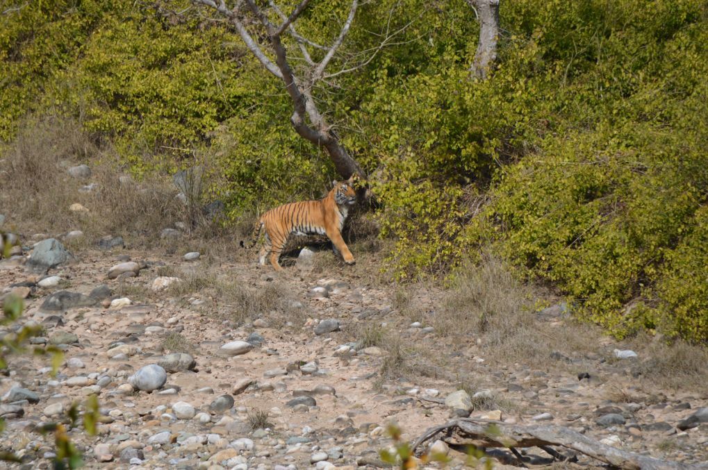 Male tiger in Dhikala