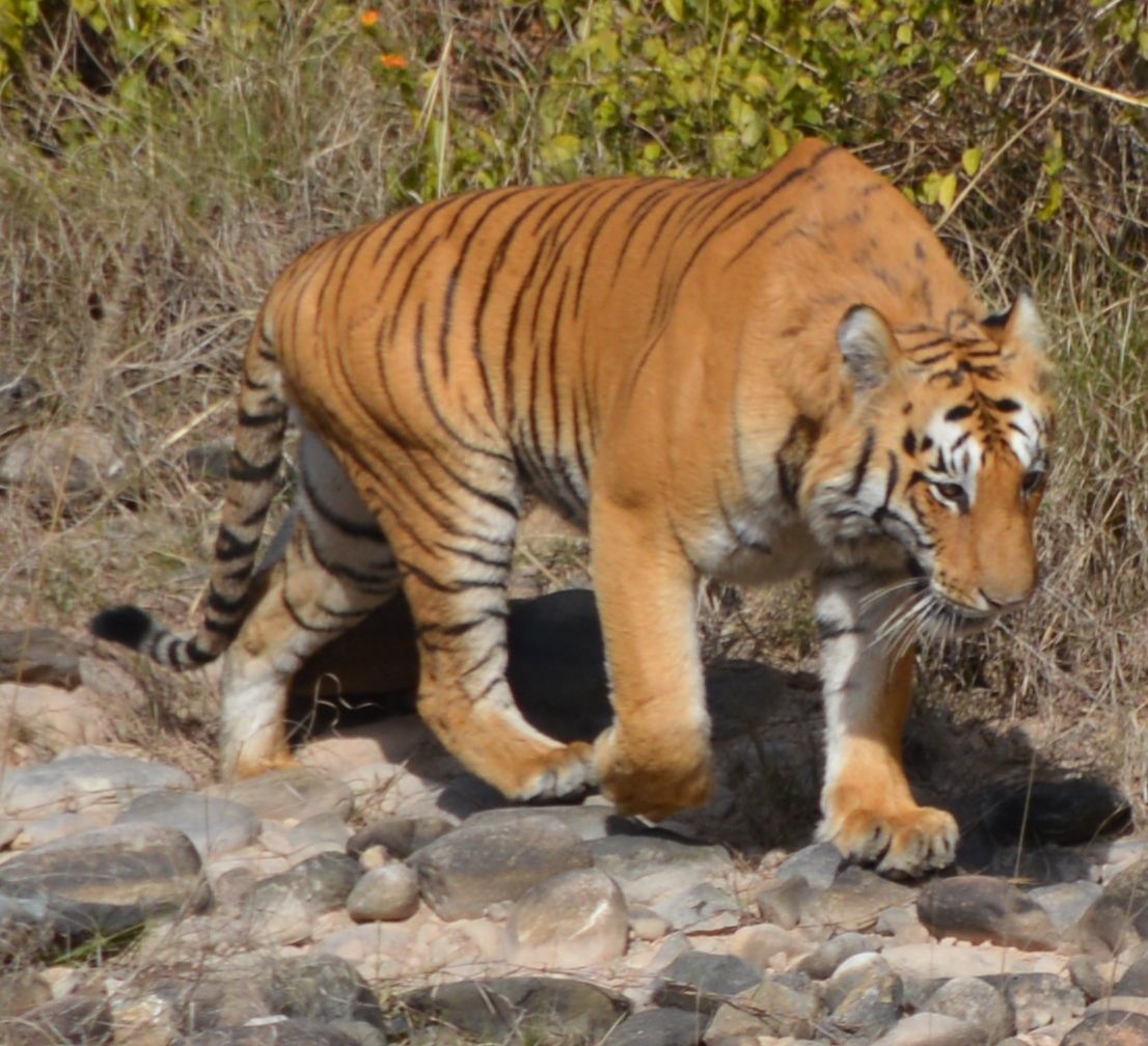 Dhikala zone Corbett NP