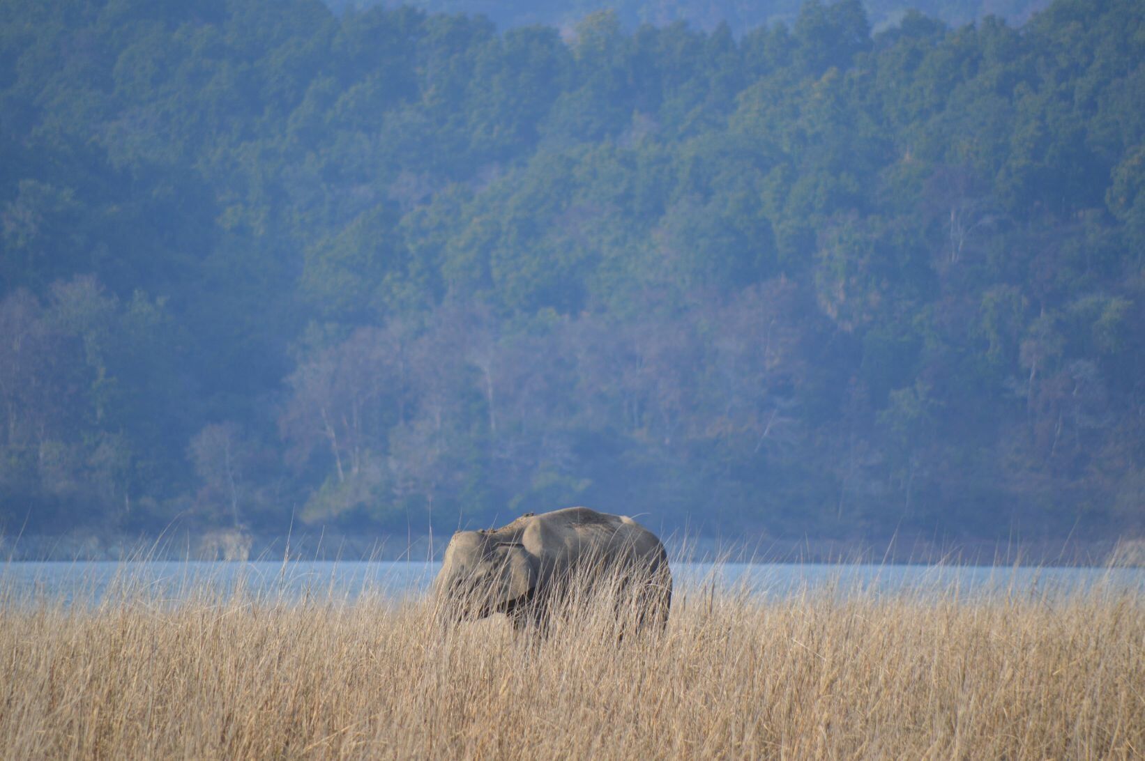Dhikala zone