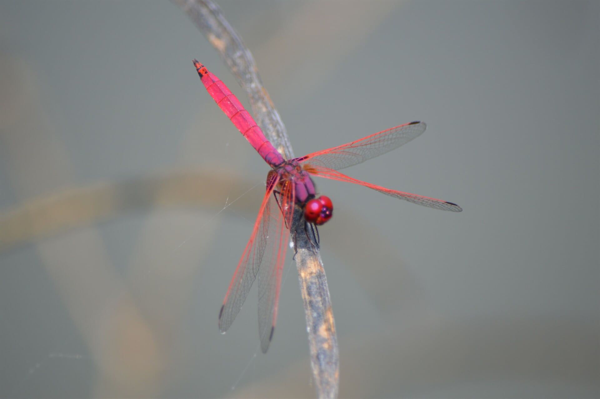 Dragon fly