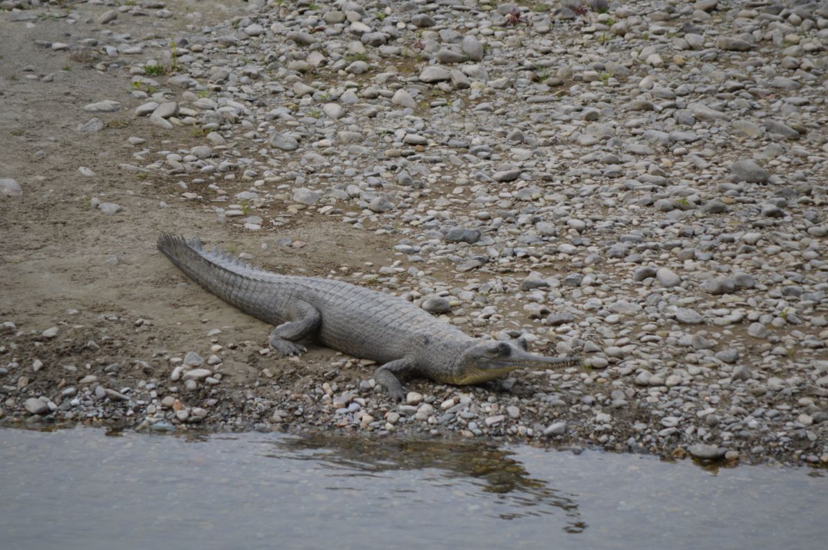 Gharial in Corbett NP
