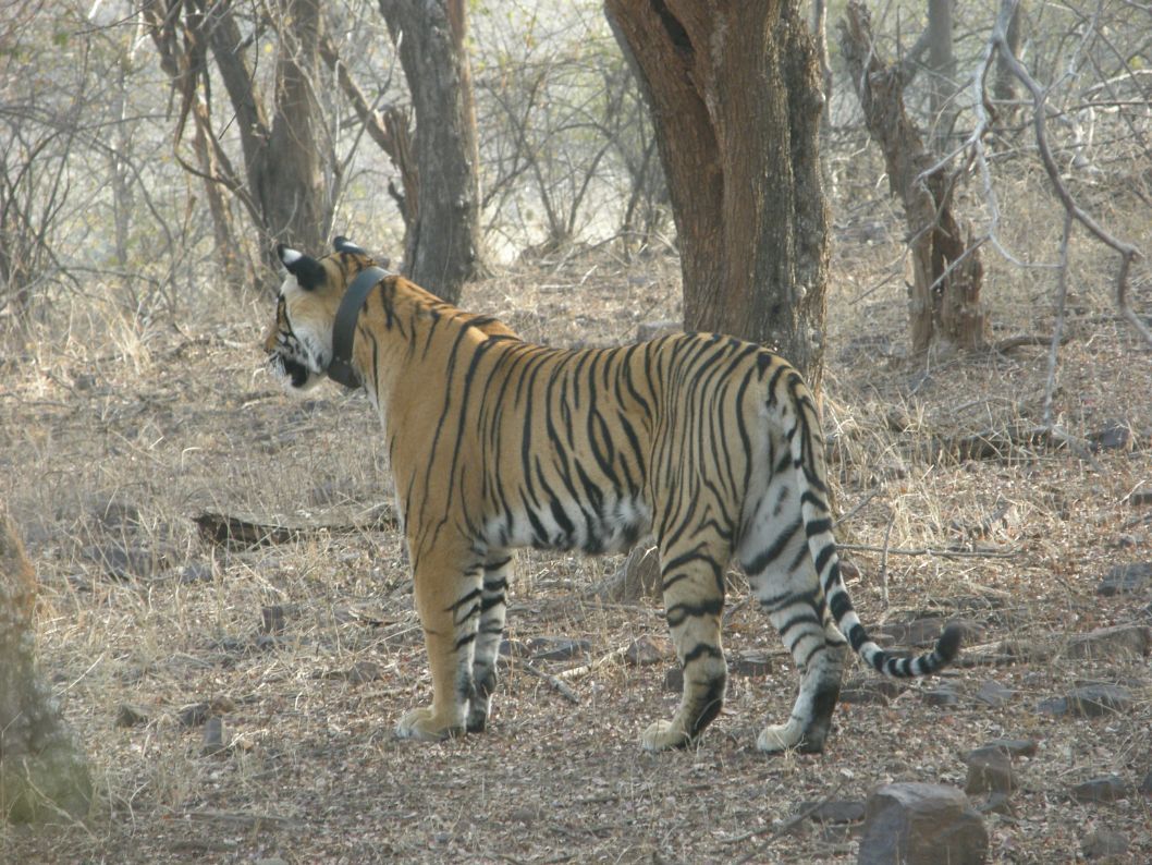 India Feb 2010 380
