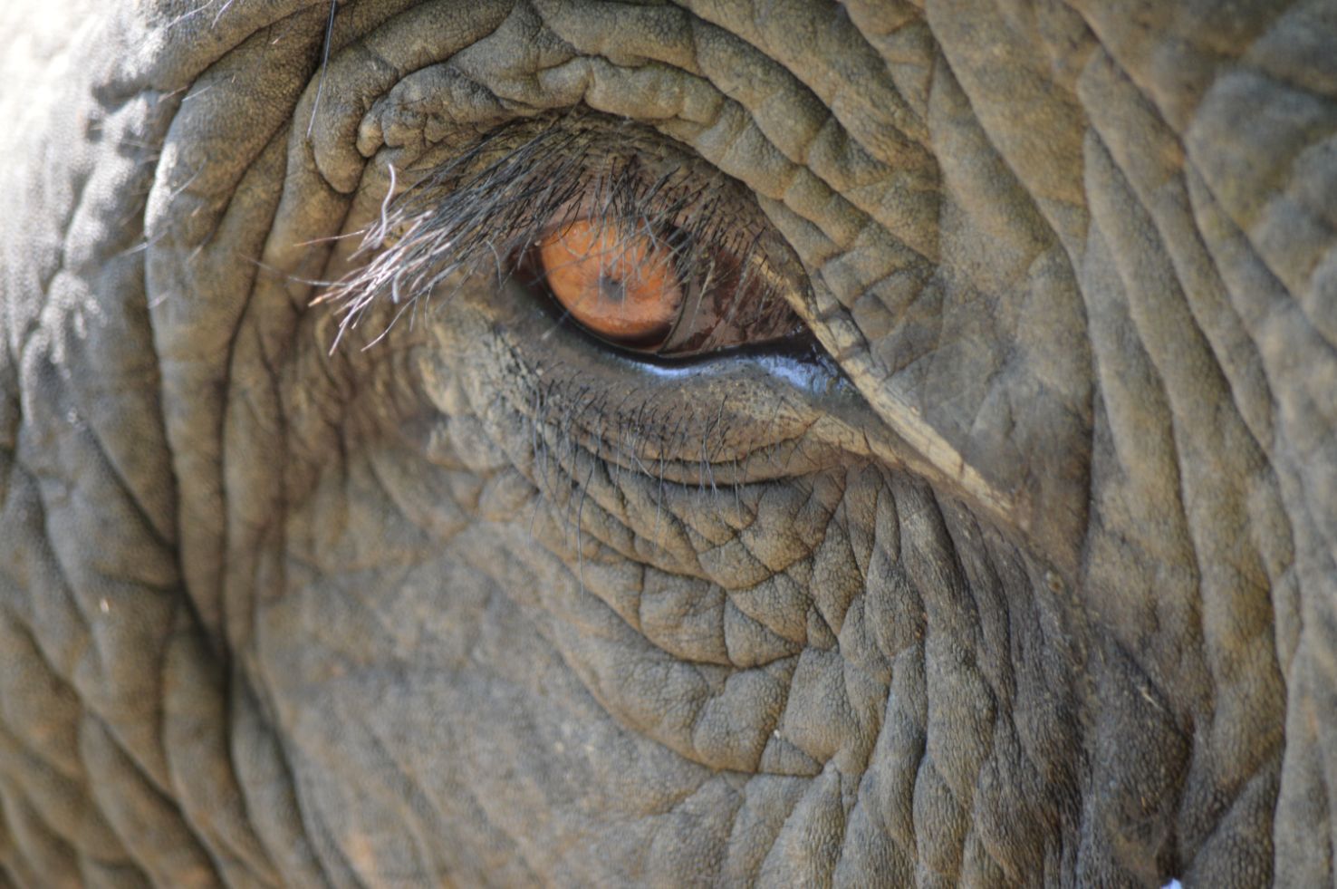 Mahout and his elephant 3