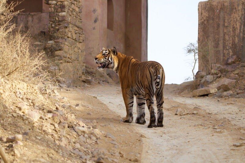 web_viv-s-india_04c2f9c3ba