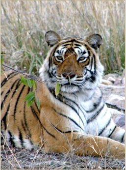 WILDLIFE