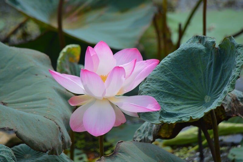 Lotus Flower
