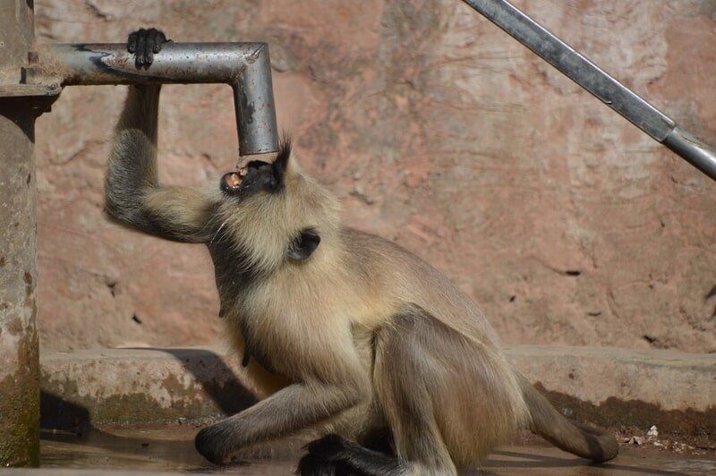 web_viv-s-india_18c27bff7a
