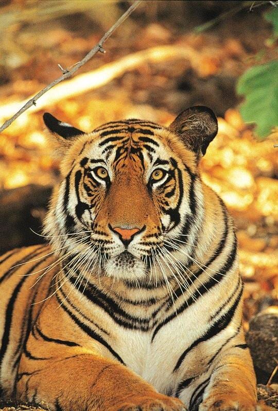 web_viv-s-india_63fb29475c