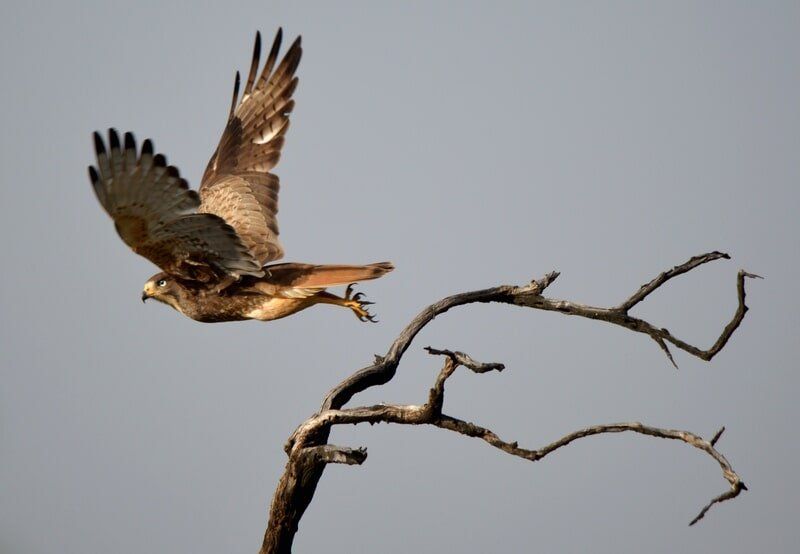 web_viv-s-india_b40ab9b54f
