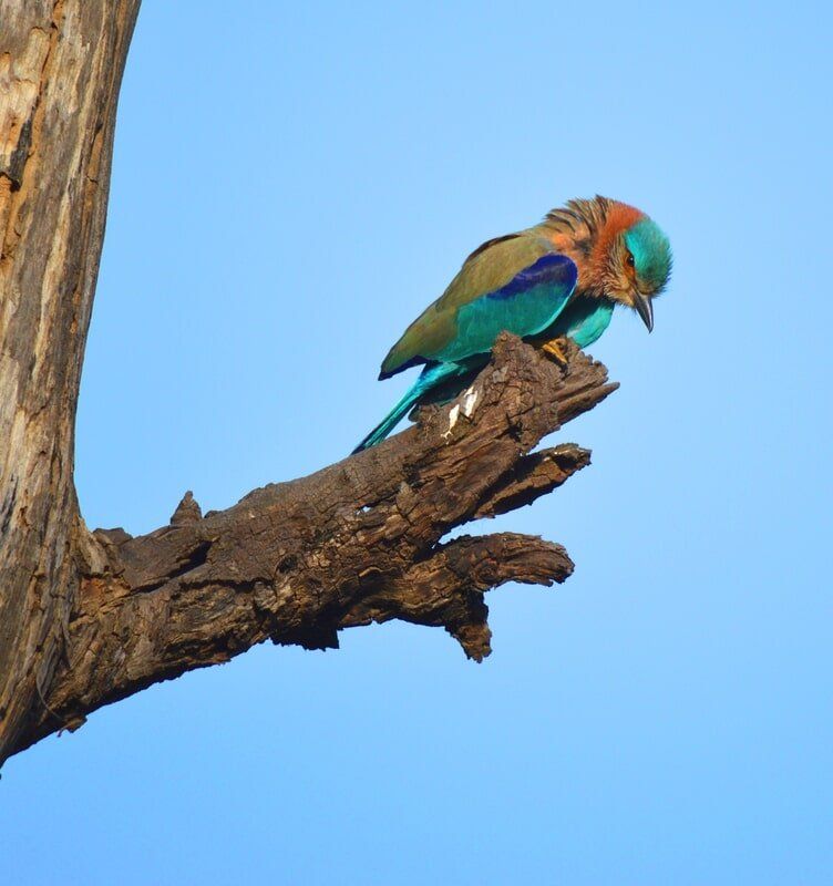 web_viv-s-india_c8232a9b70