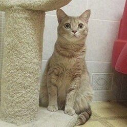 Cat | Lenoir, NC | All God's Creatures Great & Small