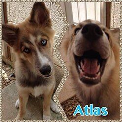 Atlas | Lenoir, NC | All God's Creatures Great & Small