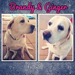 Brandy & Ginger | Lenoir, NC | All God's Creatures Great & Small