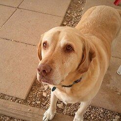 Labrador Dog | Lenoir, NC | All God's Creatures Great & Small