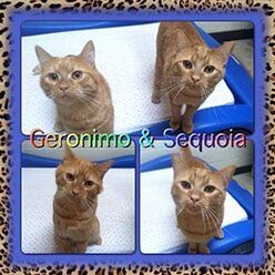 Geronimo & Sequoia | Lenoir, NC | All God's Creatures Great & Small