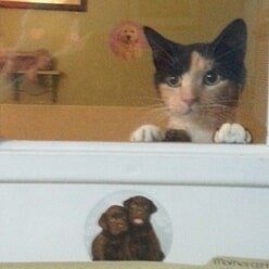 Cat at Daycare | Lenoir, NC | All God's Creatures Great & Small