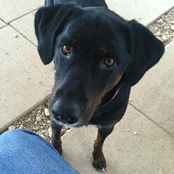 Black Dog Looking Up | Lenoir, NC | All God's Creatures Great & Small