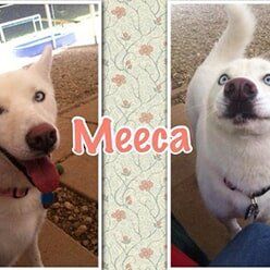 Meeca | Lenoir, NC | All God's Creatures Great & Small