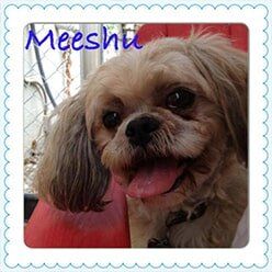 Meeshu | Lenoir, NC | All God's Creatures Great & Small