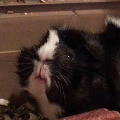 Guinea Pig | Lenoir, NC | All God's Creatures Great & Small