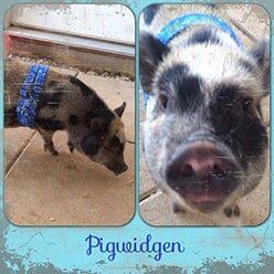 Pigwidgen | Lenoir, NC | All God's Creatures Great & Small