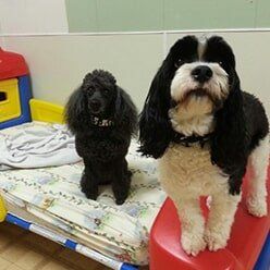 Dogs in Their Bed | Lenoir, NC | All God's Creatures Great & Small