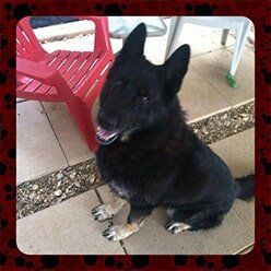 Black Dog | Lenoir, NC | All God's Creatures Great & Small