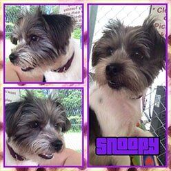 Snoopy | Lenoir, NC | All God's Creatures Great & Small